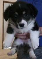 Daisy, a female Pembroke Welsh Corgi for sale in Red Bluff, CA – 1 of 2