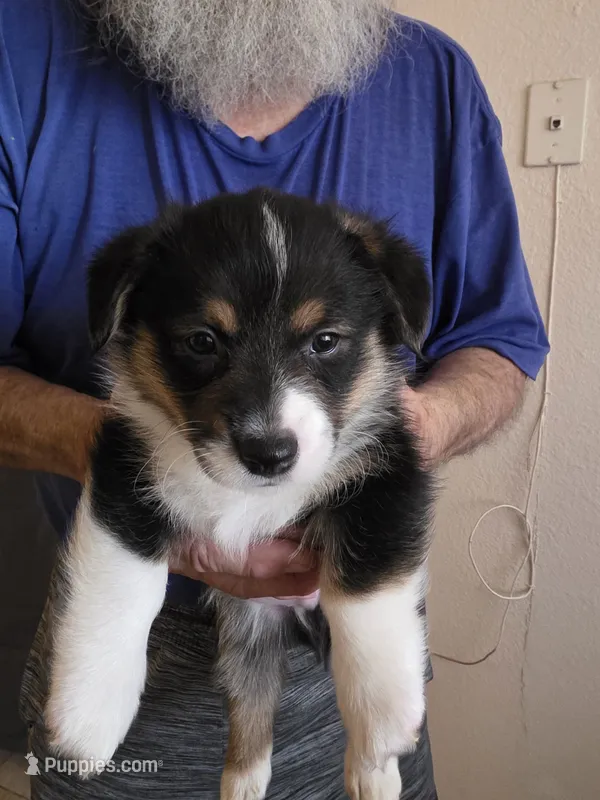 Ace – Pembroke Welsh Corgi puppy for sale in Red Bluff, CA
