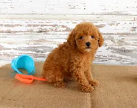 Bouncer, a male Poodle - Toy  for sale in Chatham, VA – 3 of 4