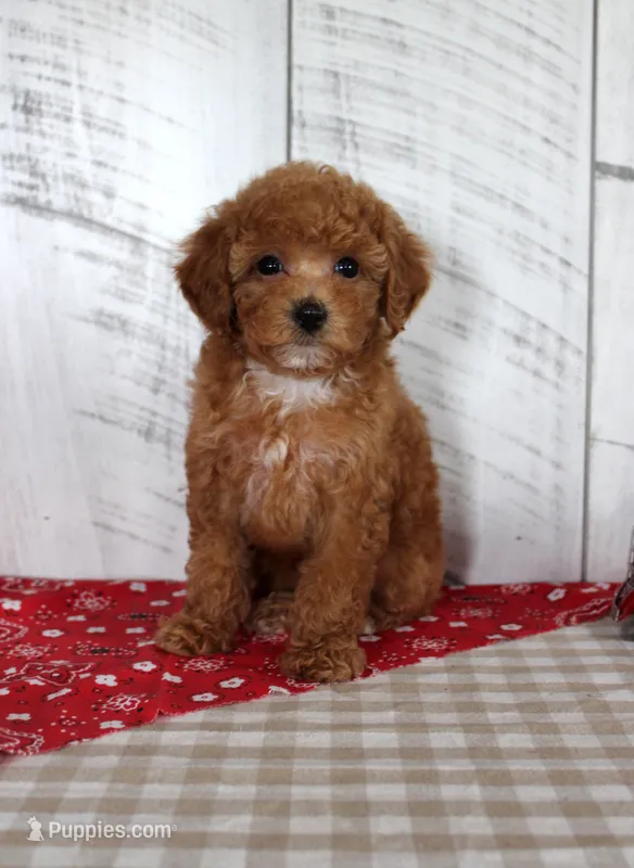Bridget – Poodle - Toy  puppy for sale in Chatham, VA