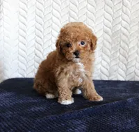 Sandy, a female Poodle - Toy  for sale in Chatham, VA – 4 of 4