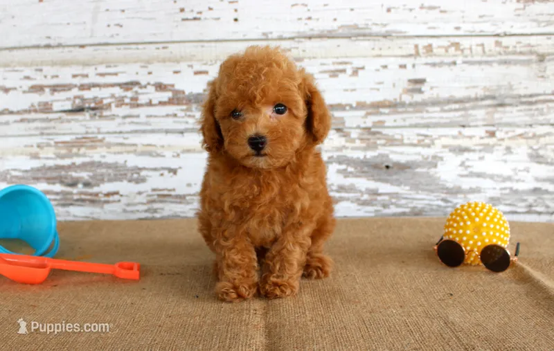 Bouncer – Poodle - Toy  puppy for sale in Chatham, VA
