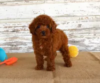 Flash, a male Poodle - Miniature  for sale in Chatham, VA – 5 of 6