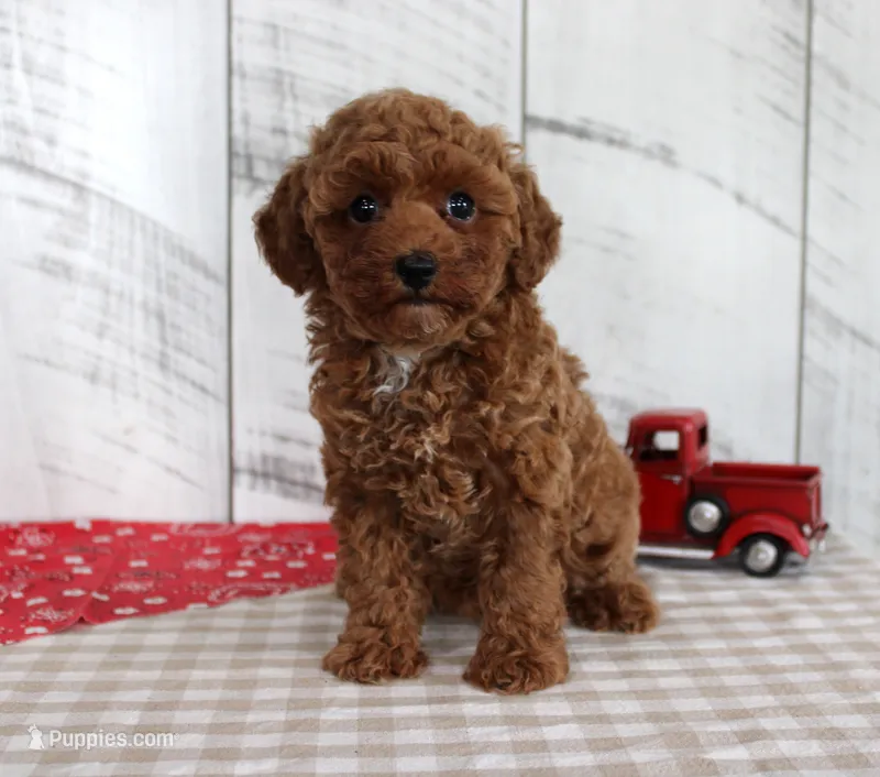 Wendy – Poodle - Miniature  puppy for sale in Chatham, VA