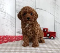Wendy, a female Poodle - Miniature  for sale in Chatham, VA – 1 of 5
