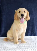 Heather, a female Golden Retriever for sale in Chatham, VA – 3 of 10