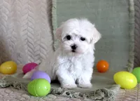 Scotty, a male Maltese for sale in Chatham, VA – Photo 2 of 2