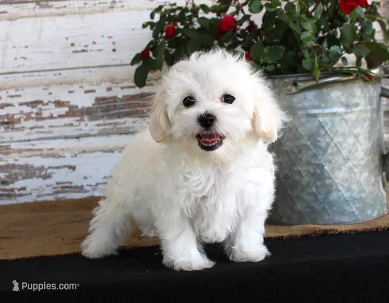 Scotty – Maltese puppy for sale in Chatham, VA