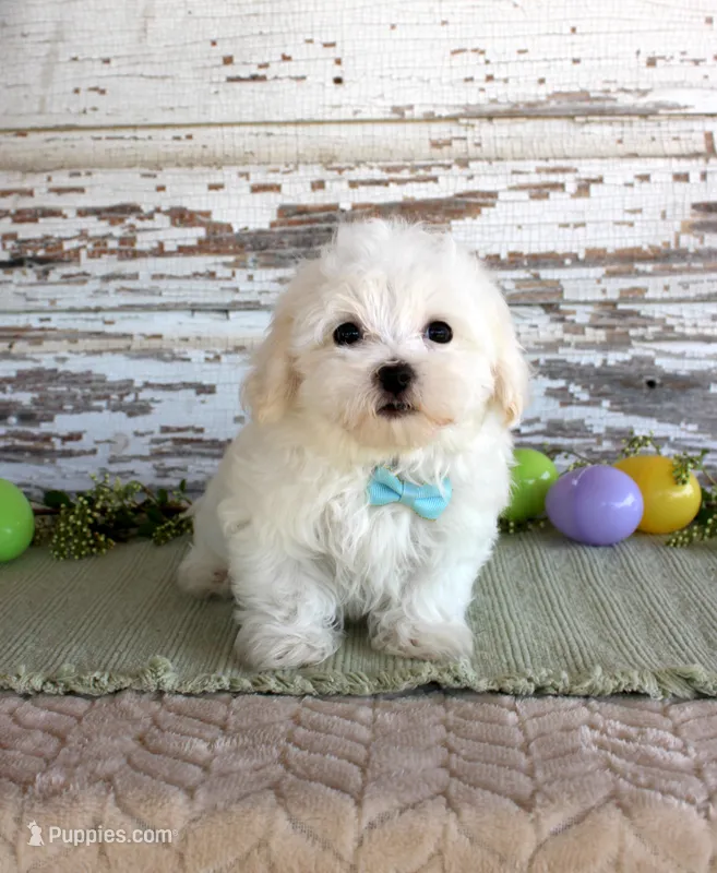 Scotty – Maltese puppy for sale in Chatham, VA