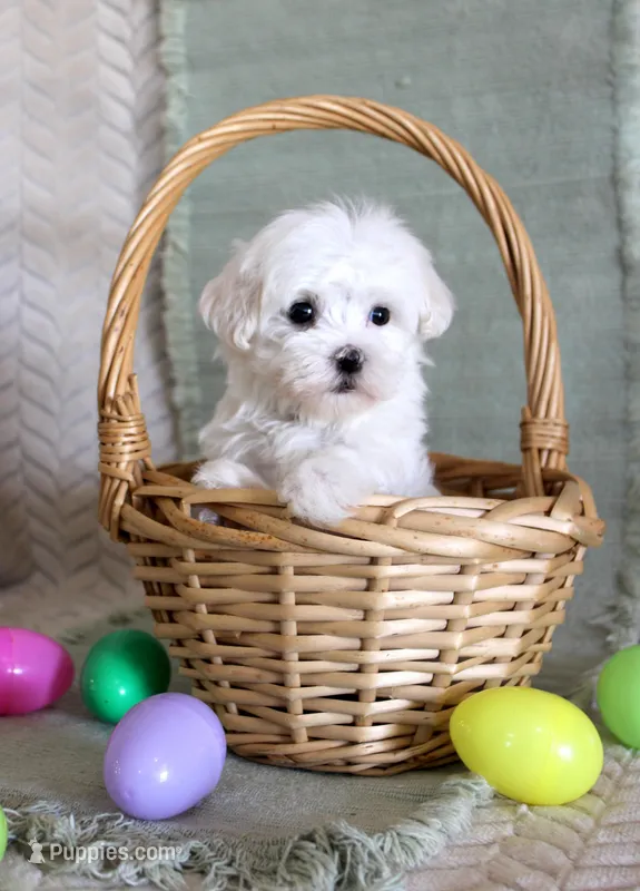 Scotty – Maltese puppy for sale in Chatham, VA