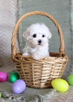 Scotty, a male Maltese for sale in Chatham, VA – Photo 1 of 2