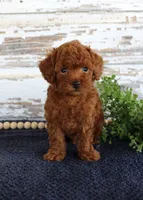 Rusty, a male Poodle - Toy  for sale in Chatham, VA – 3 of 4