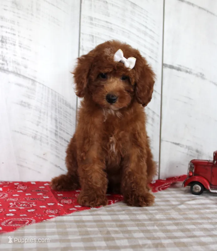 Nicki – Poodle - Miniature  puppy for sale in Chatham, VA