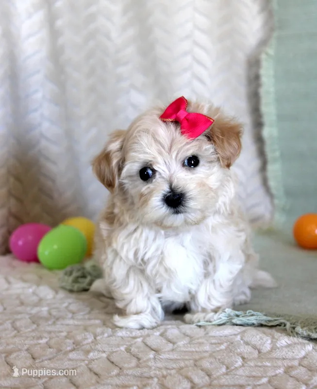Dixy – Maltipoo puppy for sale in Chatham, VA