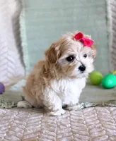 Dixy, a female Maltipoo for sale in Chatham, VA – Photo 2 of 3