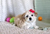 Dixy, a female Maltipoo for sale in Chatham, VA – Photo 3 of 3