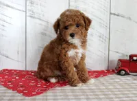 Banjo, a male Poodle - Toy  for sale in Chatham, VA – 4 of 7