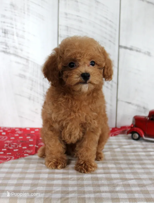 Bouncer – Poodle - Toy  puppy for sale in Chatham, VA
