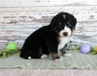 Monty, a male Bernese Mountain Dog for sale in Chatham, VA – Photo 3 of 3