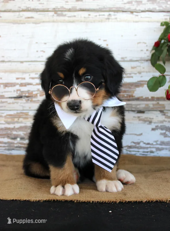 Monty – Bernese Mountain Dog puppy for sale in Chatham, VA