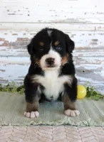 Monty, a male Bernese Mountain Dog for sale in Chatham, VA – Photo 2 of 3