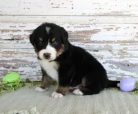 Monty, a male Bernese Mountain Dog for sale in Chatham, VA – Photo 1 of 3
