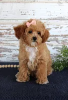 Penny, a female Poodle - Toy  for sale in Chatham, VA – 2 of 10