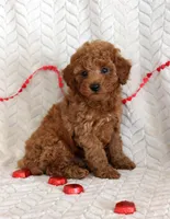 Cody, a male Poodle - Miniature  for sale in Chatham, VA – Photo 2 of 10