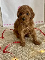 Cody, a male Poodle - Miniature  for sale in Chatham, VA – Photo 9 of 10