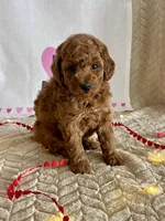 Cody, a male Poodle - Miniature  for sale in Chatham, VA – Photo 8 of 10