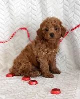 Cody, a male Poodle - Miniature  for sale in Chatham, VA – Photo 3 of 10
