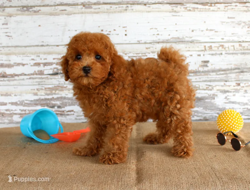 Ryder – Poodle - Toy  puppy for sale in Chatham, VA
