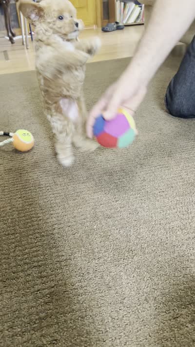 Penny, a female Poodle - Toy  for sale in Chatham, VA – 10 of 10