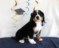Margie, a female Bernese Mountain Dog for sale in Chatham, VA – 2 of 4