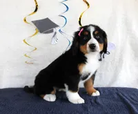 Margie, a female Bernese Mountain Dog for sale in Chatham, VA – 4 of 4