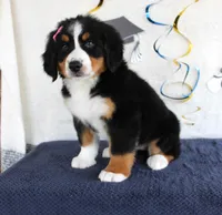 Margie, a female Bernese Mountain Dog for sale in Chatham, VA – 3 of 4