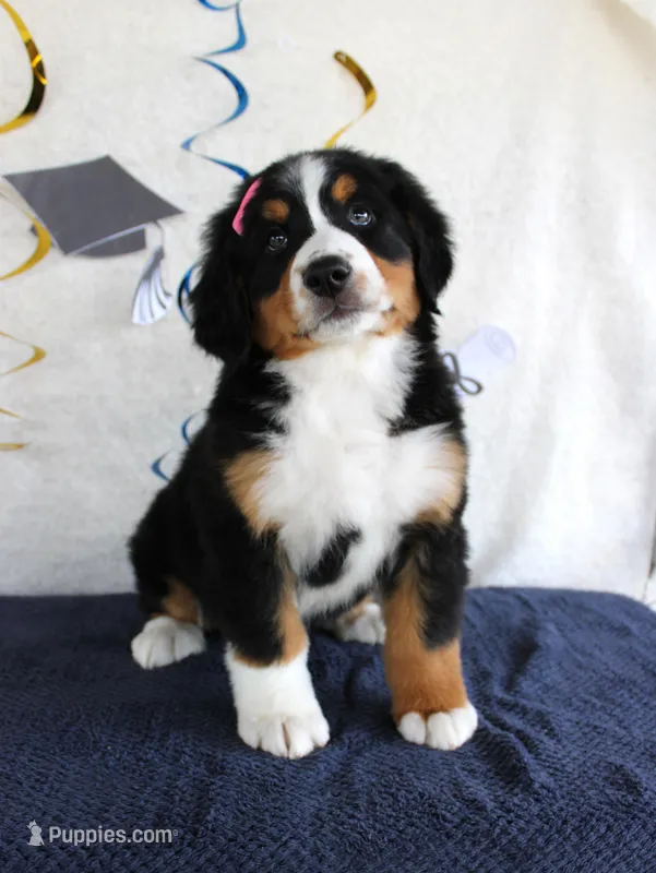 Margie – Bernese Mountain Dog puppy for sale in Chatham, VA