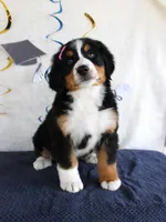 Margie, a female Bernese Mountain Dog for sale in Chatham, VA – 1 of 4