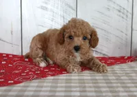Jaz, a female Poodle - Toy  for sale in Chatham, VA – 2 of 5