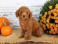 Custard, a female Poodle - Toy  for sale in Chatham, VA – 2 of 3