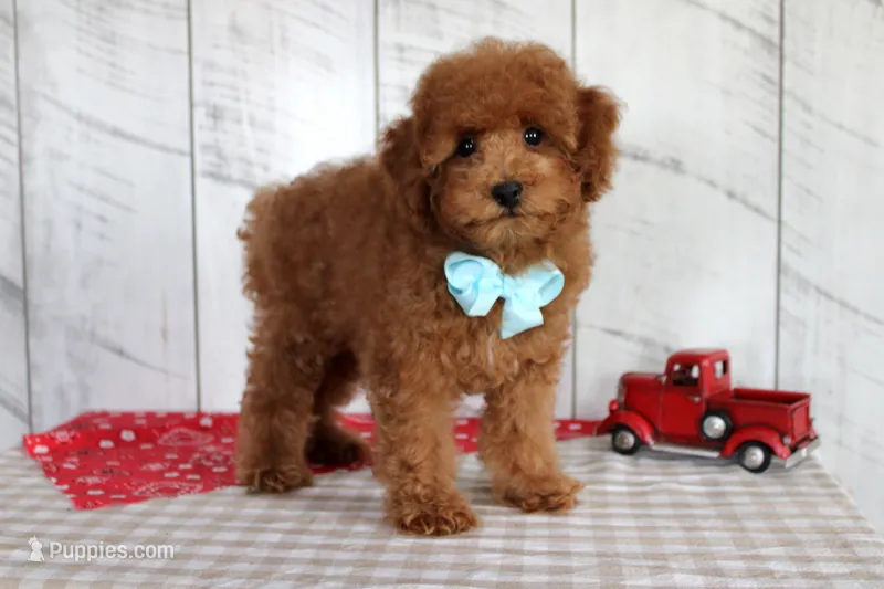 Ryder – Poodle - Toy  puppy for sale in Chatham, VA