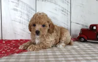 Jax, a male Poodle - Toy  for sale in Chatham, VA – 4 of 4