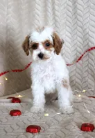 Gizmo, a male Poodle - Toy  for sale in Chatham, VA – Photo 2 of 9