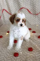 Gizmo, a male Poodle - Toy  for sale in Chatham, VA – Photo 4 of 9