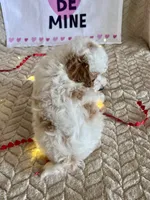 Gizmo, a male Poodle - Toy  for sale in Chatham, VA – Photo 7 of 9