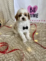 Gizmo, a male Poodle - Toy  for sale in Chatham, VA – Photo 6 of 9