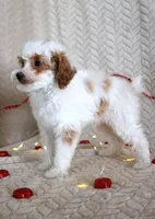 Gizmo, a male Poodle - Toy  for sale in Chatham, VA – Photo 3 of 9