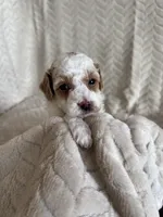 Gizmo, a male Poodle - Toy  for sale in Chatham, VA – Photo 8 of 9