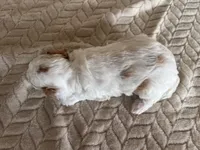 Gizmo, a male Poodle - Toy  for sale in Chatham, VA – Photo 9 of 9