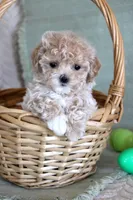 Daisy, a female Maltipoo for sale in Chatham, VA – Photo 1 of 3